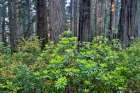 USA, California. Del Norte Redwoods State Park springtime with redwoods and rhododendrons Art Print